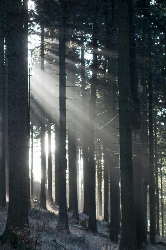 151228_1230_T06299_Rennsteig_hd.jpg - Lichtstimmung am Rennsteig
