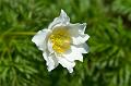 110529_T6526_Hahnenkamm