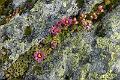 140621_0826_T02494_Geisstein_hd