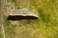 151229_1010_T06307_Rennsteig_hd
