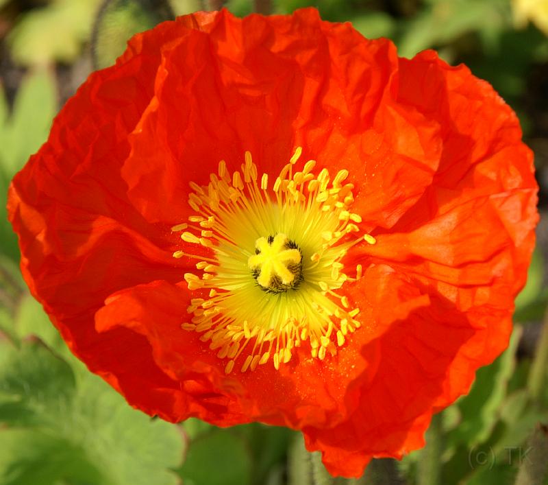 PICT52410_050513_BUGA_Mohn_c.jpg - BuGa 2005, München