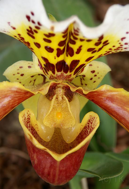 PICT52443_050513_BUGA_Orchidee_c.jpg - BuGa 2005, München