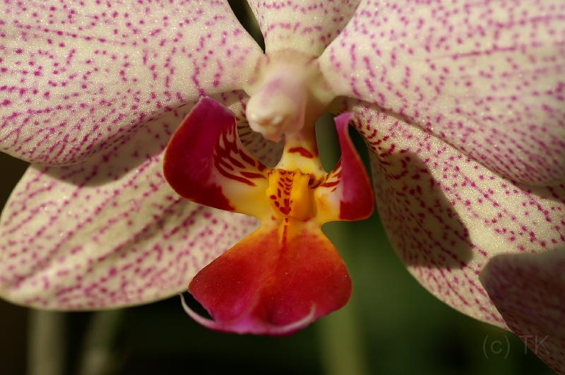 PICT70613_070409_Orchidee.jpg - Orchidee