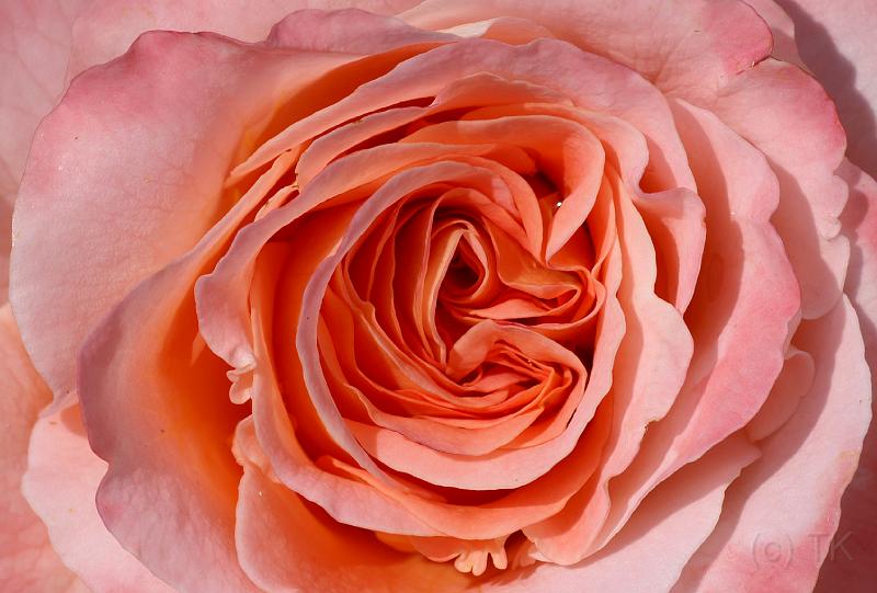 PICT81718_080629_LGS_Neu-Ulm_c.jpg - Landesgartenschau 2008 Neu-Ulm, Rose