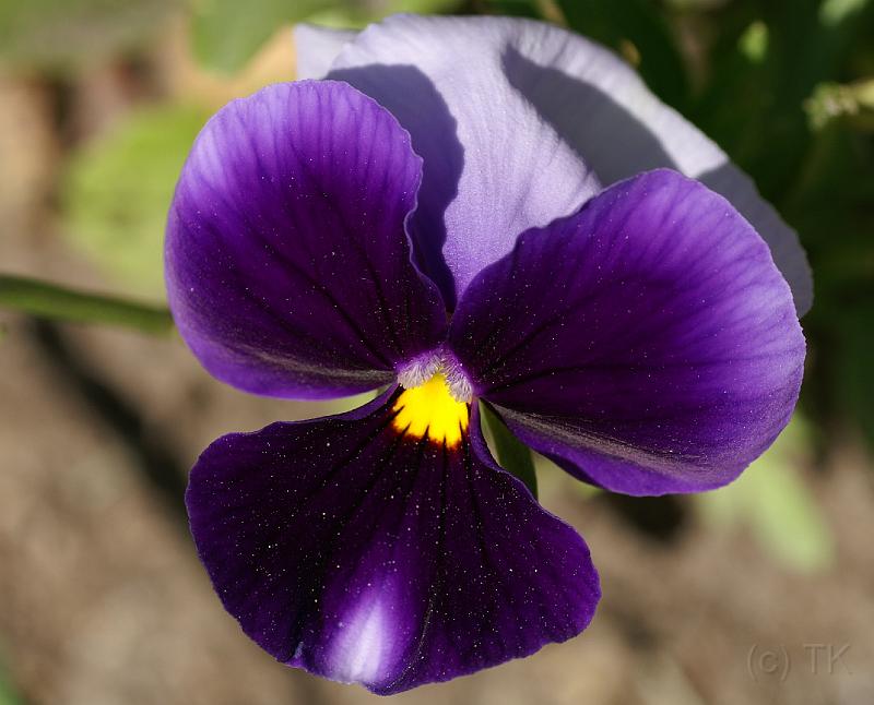 PICT86824_080513_BotGart_c.jpg - Botanischer Garten München, Stiefmütterchen