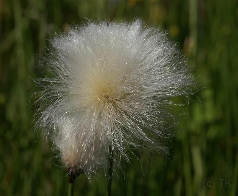PICT86863_080513_BotGart_c.jpg - Botanischer Garten München
