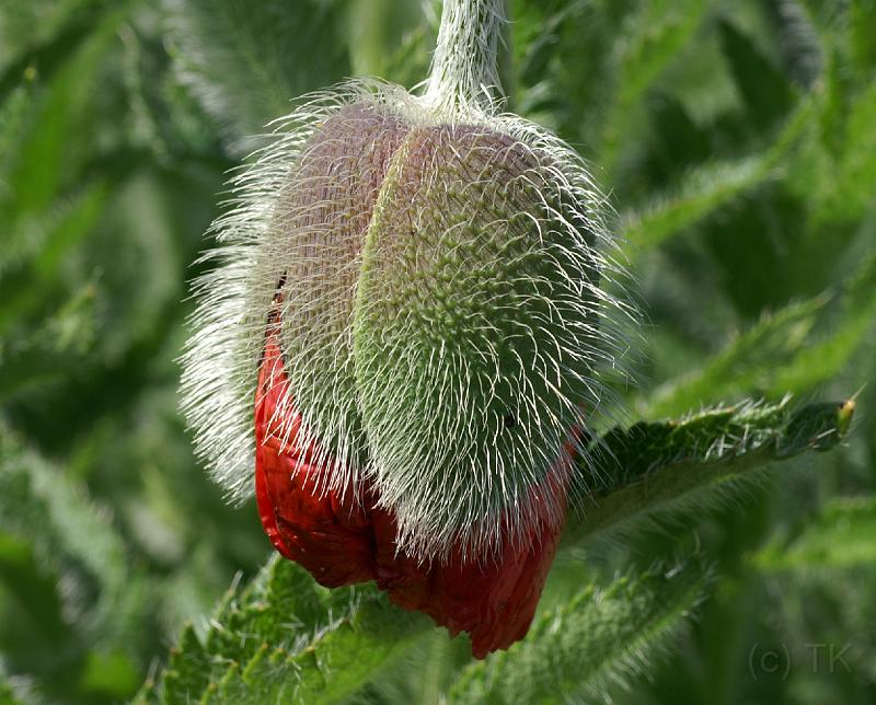 PICT86885_080513_BotGart_c.jpg - Botanischer Garten München, Mohn