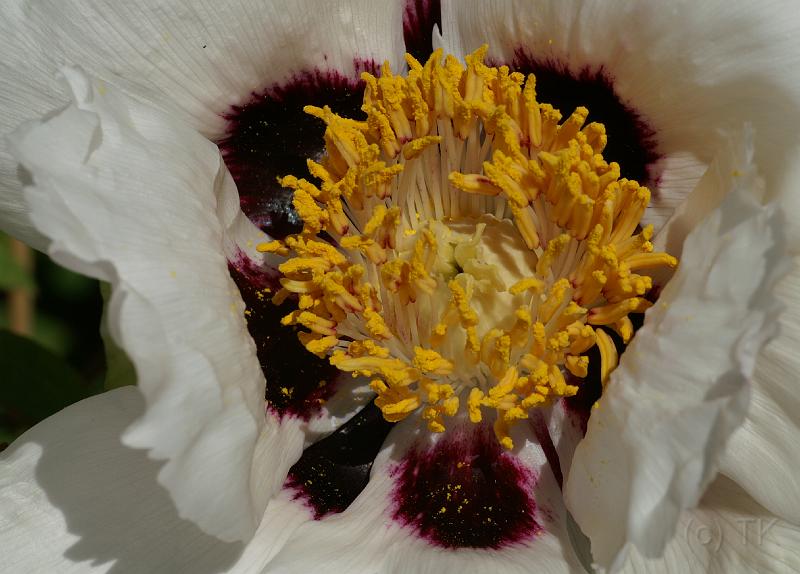 PICT86887_080513_BotGart_c.jpg - Botanischer Garten München, Pfingstrose