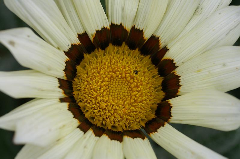 PICT96165_090712_BotGart.jpg - Botanischer Garten München
