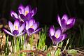 120318_1033_T00201_Garten