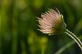 120623_1950_T02351_GruenerUps