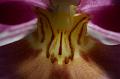 PICT2525