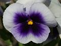 PICT86899_080513_BotGart_c