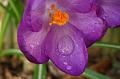 PICT94990_090405_Garten_Krokus
