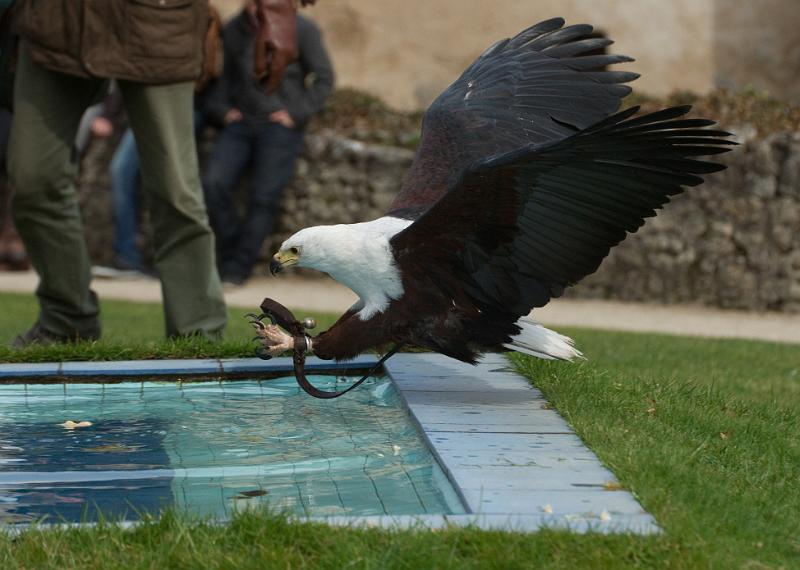 100402_T0832_FalkenhofRosenburg.jpg - Adler, Falkenhof Rosenburg (Riedenburg)