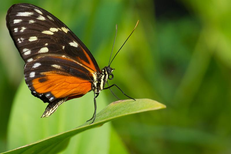 110311_T4478_Schmetterlinge.jpg - Schmetterling, Botanischer Garten München