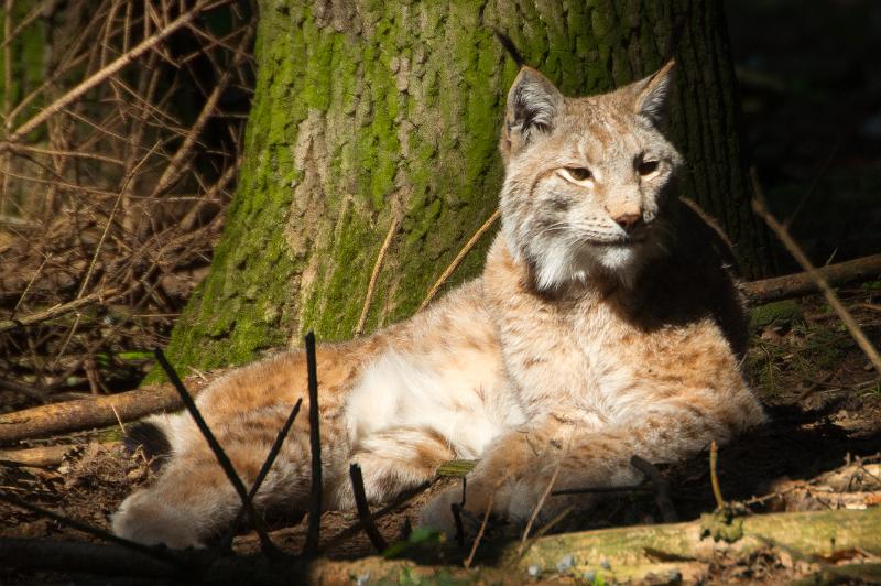 110403_T5054_WildparkPoing.jpg - Luchs, Wildpark Poing