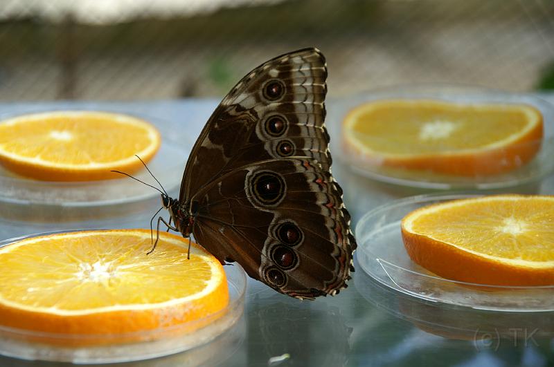 PICT50351_050402_BotGartM_Schmetterling.jpg - Schmetterling, Botanischer Garten München