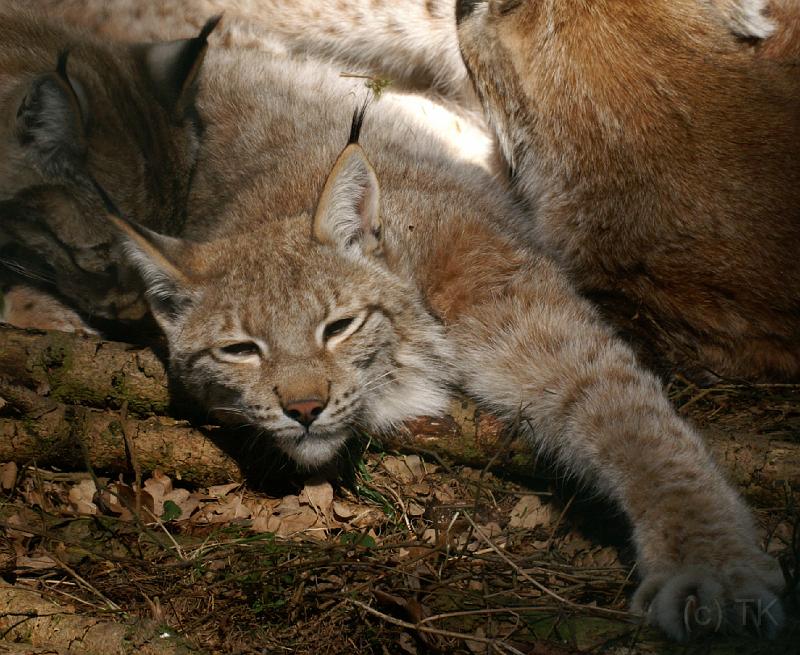 PICT66539_060408_Poing_Luchs_c.jpg - Luchs, Wildpark Poing