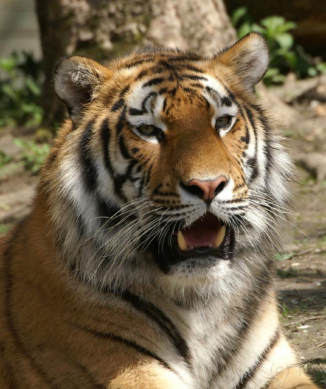 PICT66925_060501_Hellabrunn_Tiger_c.jpg - Tiger im Tierpark Hellabrunn, München