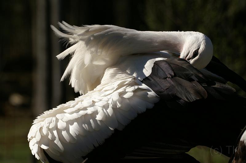 PICT70701_070415_Poing_Storch.jpg - Storch im Wildpark Poing