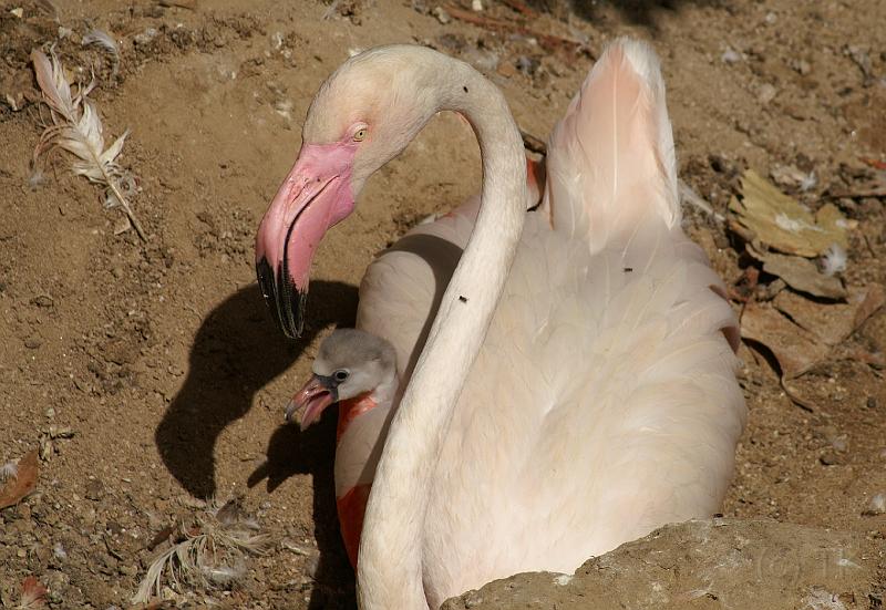 PICT80597_080626_FuengirolaZoo_c.jpg - Aufwärmen bei Mama? Naja, bei 35 Grad ...