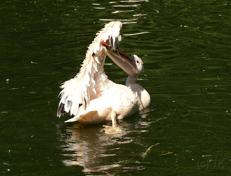 PICT86607_080508_Hellabrunn_c.jpg - Ich glaubs nicht ...