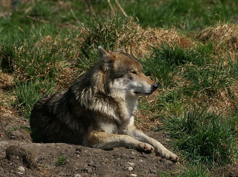 PICT95242_090410_Poing_Wolf_c.jpg - Man muss auf der Hut sein, mit 4 Bären in einem Gehege!