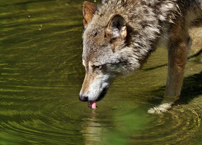 PICT96040_090614_Hellabrunn_c.jpg - Wolf, Tierpark Hellabrunn