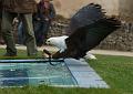 100402_T0832_FalkenhofRosenburg