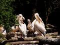 P1010071_040520_Hellabrunn_Pelikane