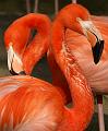 PICT52032_050423_Hellabrunn_Flamingos_c