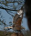 PICT85854_080420_Poing_c