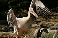 PICT86595_080508_Hellabrunn