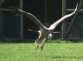 PICT95093_090410_Poing_Geier_c
