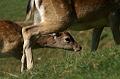 PICT96740_091007_Aurach