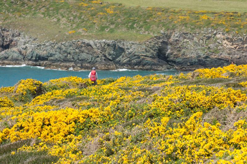 170521_1243_T08642_PembrokeshireCoastPath_hd.jpg - Wales, Pembrokeshire Coast Path, Etappe um St Davids