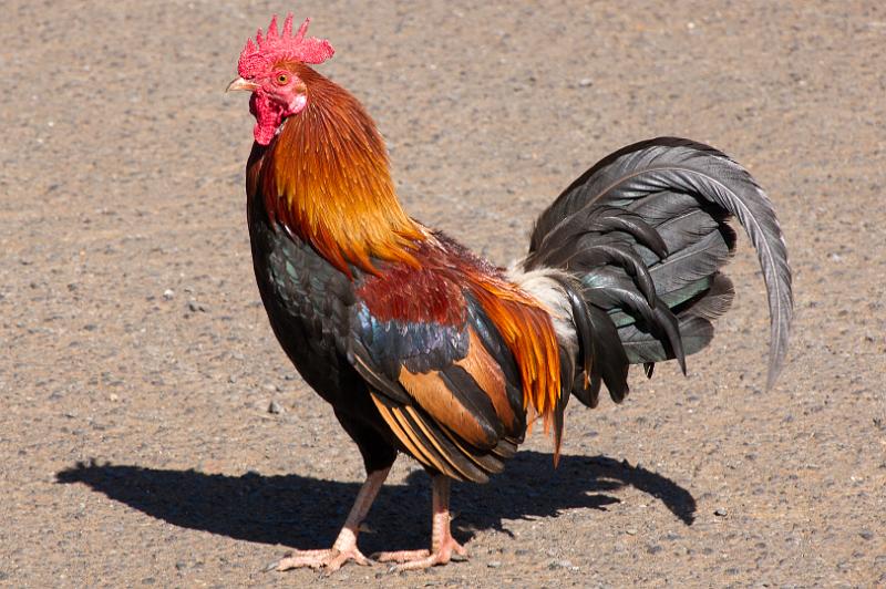 150606_0929_A09397_WaimeaCanyon.jpg - "Kauai's official unendangered species"