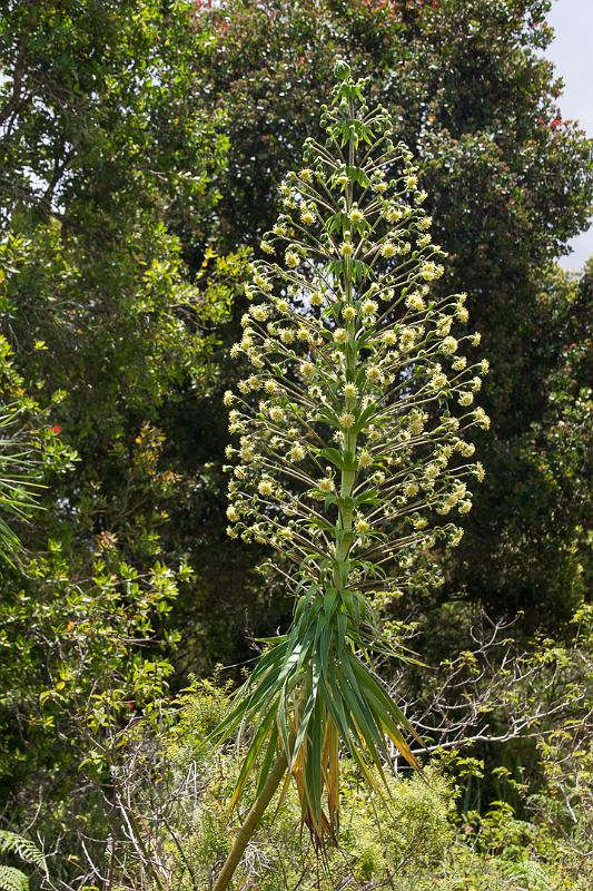 150607_1218_A09495_KukuiTrail.jpg - Iliau