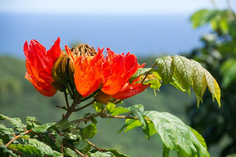 150613_1027_A09724_Hana.jpg - Hana Highway