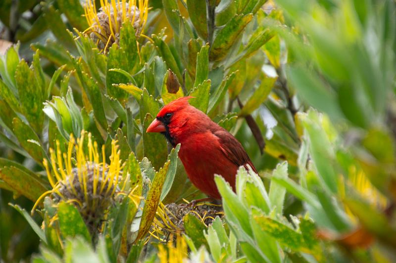 150614_1307_A09944_KulaGardens.jpg - Red Cardinal