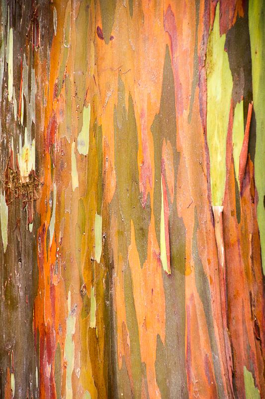 150614_1317_A09951_KulaGardens.jpg - Kula Botanical Gardens, Rainbow Eucalypt
