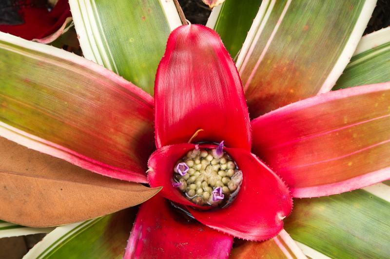 150614_1330_A09955_KulaGardens.jpg - Kula Botanical Gardens, Bromelie