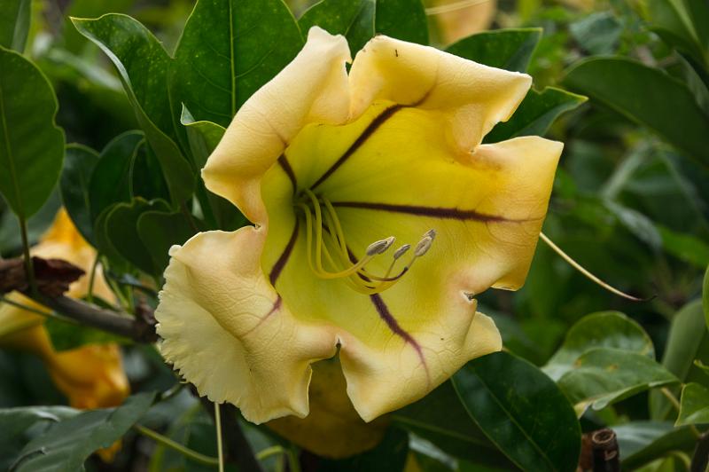 150614_1349_A09959_KulaGardens.jpg - Kula Botanical Gardens, "Cup of Gold"
