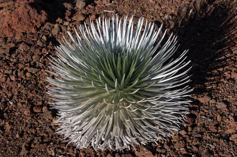 150614_1737_A09978_Haleakala.jpg - Haleakala, Silberschwert