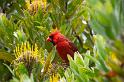 150614_1307_A09944_KulaGardens