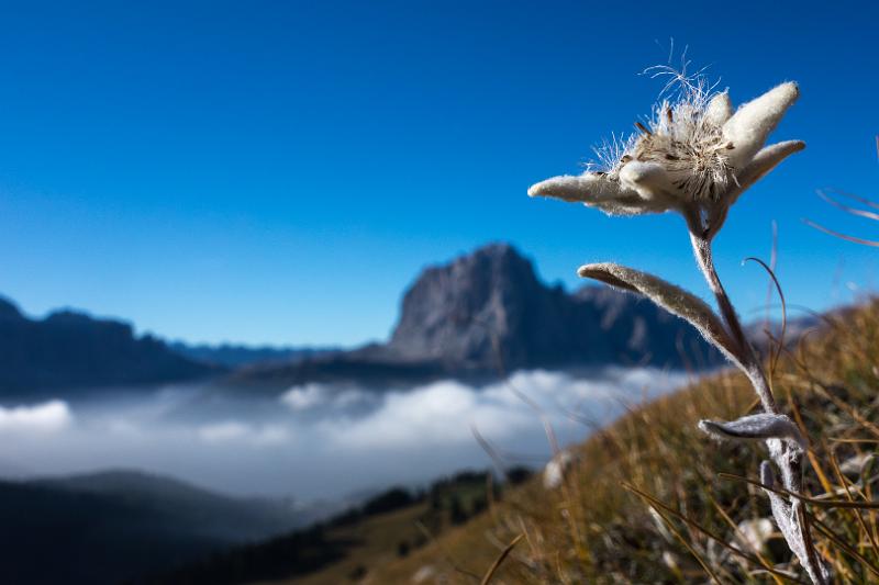 130925_0910_T02632_Regensburger_StUlrich_hd.jpg - Edelweiss (mit Langkofel)