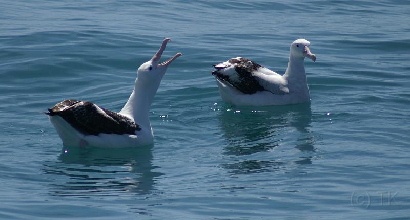 PICT94208_090115_Whalewatching_c.jpg - Whale Watch Kaikoura: Albatrosse