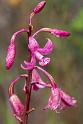 130114_0954_A07365_MtGraham_fhd