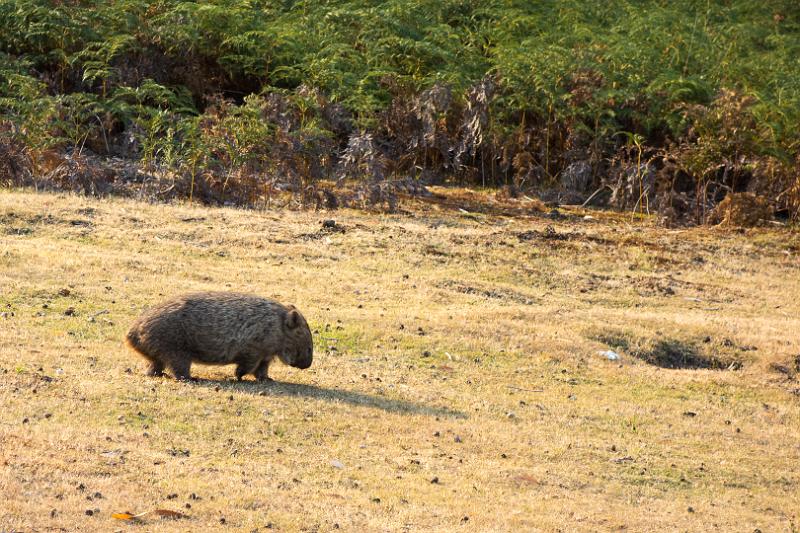130105_1812_T00139_FrenchsFarm.jpg - Wombat, Frenchs Farm